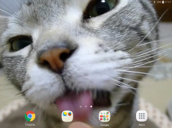 Kitty Licks Screen screenshot 10