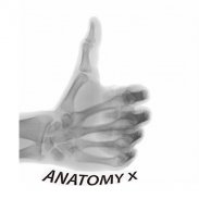 Radiographic Anatomy X-Ray screenshot 8