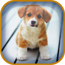 Puppy Live Wallpaper Icon