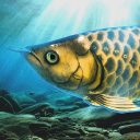 Arowana raising from fry Icon