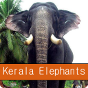 Kerala Elephants