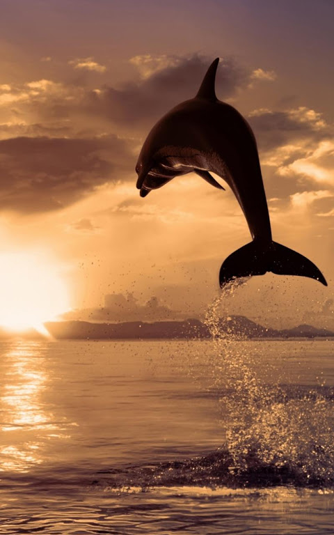 Dolphin HD Live Wallpaper 22.0 Free Download