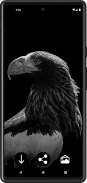 Eagle Wallpapers | HD quality screenshot 1