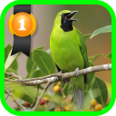 Greater Green Leafbird Icon