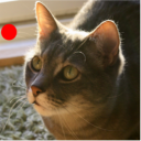 Cat Laser Toy Icon