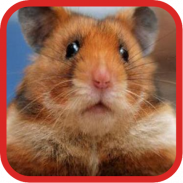 Funny Hamster Videos screenshot 3