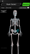 Osseous System in 3D (Anatomy) screenshot 9