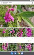 PlantNet Plant Identification screenshot 3