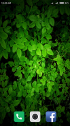 Green Wallpaper HD screenshot 4