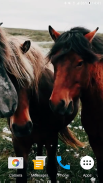 Horses Video Live Wallpaper screenshot 5