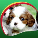 Cute Puppies Live Wallpapers Icon