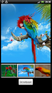 Parrots HD Live Wallpaper screenshot 6