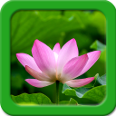 Lotus Wallpapers hidup