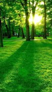 Green Wallpaper 4K, Green Shades background screenshot 13