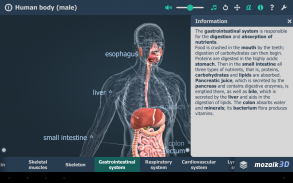 Menselijk lichaam 3D screenshot 9