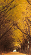 Autumn Season APUS Live Wallpaper screenshot 6