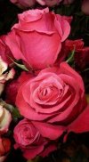 Beautiful flowers and roses pictures Gif screenshot 4