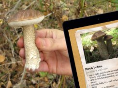 The Mushroom Book screenshot 0