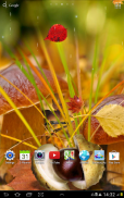 Autumn Live Wallpaper screenshot 5