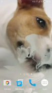 Dog Licks Screen Video LWP screenshot 3