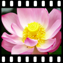 Lotus Video Live Wallpaper Icon