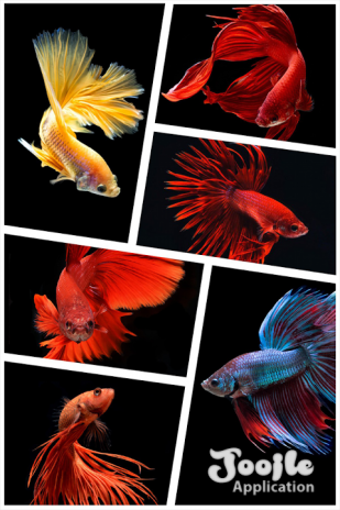 580 Koleksi Gambar Ikan Cupang Wallpaper Gratis