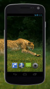4K Cheetah Sprint Video Live Wallpaper screenshot 0