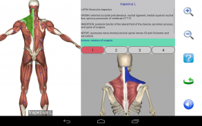 Visual Anatomy Lite screenshot 6