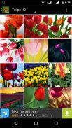 Tulips Flowers Wallpapers HD screenshot 2