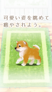 癒しの子犬育成ゲーム〜柴犬編〜 screenshot 4