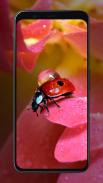 Ladybug Wallpapers screenshot 6