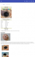 Sea urchins screenshot 6