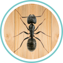 Ant Smasher Icon