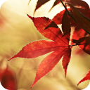 Autumn Live Wallpaper