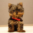 Yorkshire Terrier Dog Wallpape