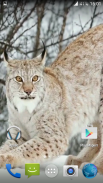 Lynx. Video Wallpaper screenshot 3