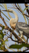 Birds of India screenshot 5