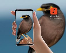 Myna Bird Calls screenshot 4