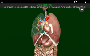 Organes Internes en 3D (Anatomie) screenshot 8