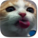 Cat Lick Screen Live Wallpaper