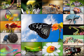 Insect Jigsaw Puzzle Game Kids screenshot 3