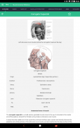 Muscle Anatomy Reference Guide screenshot 17