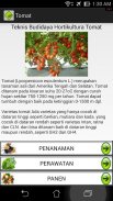 Budidaya Sayuran Hortikultura screenshot 2