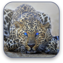 Leopard Free Video Wallpaper Icon