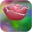 3D Rose Live Wallpaper Icon