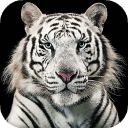 White Tiger Live Wallpaper (Backgrounds)