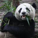 Entzückenden Pandas Live Wallpaper Icon