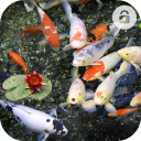 Koi Fish Lock Screen for Huawei