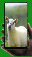 Sheep Wallpaper screenshot 8