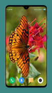 HD Butterfly Wallpaper screenshot 8